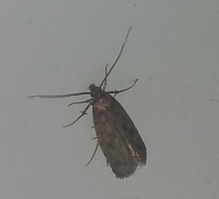 Hofmannophila pseudospretella