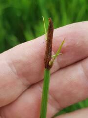 Eleocharis dregeana