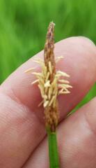 Eleocharis dregeana