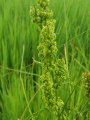 Rumex crispus crispus