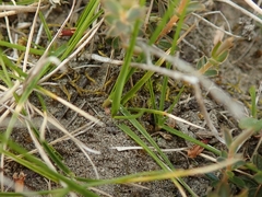 Zoysia minima