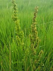 Rumex crispus crispus