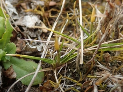 Zoysia minima