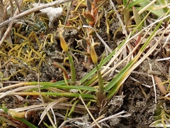 Zoysia minima