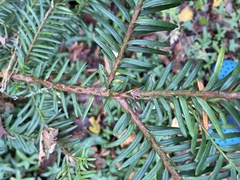 Taxus