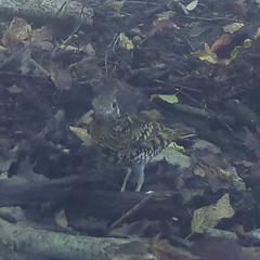 Zoothera aurea