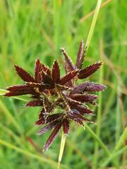Cyperus macranthus