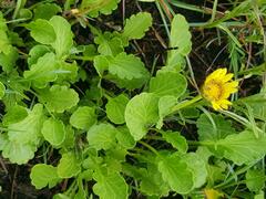 Arctotis arctotoides