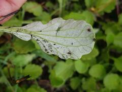 Arctotis arctotoides