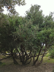 Leptospermum laevigatum