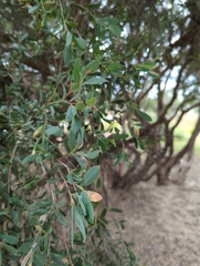 Leptospermum laevigatum