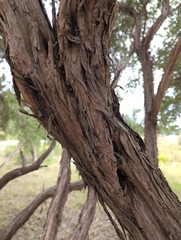 Leptospermum laevigatum