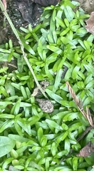 Callitriche