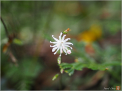Ainsliaea macroclinidioides secundiflora