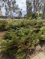 Pteridium esculentum