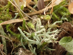 Cladonia corniculata
