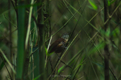 Cantorchilus longirostris