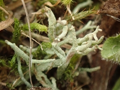 Cladonia corniculata
