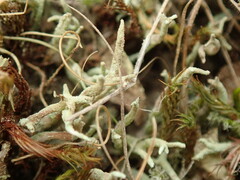 Cladonia corniculata