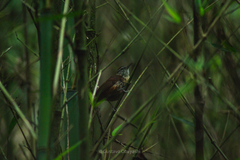 Cantorchilus longirostris