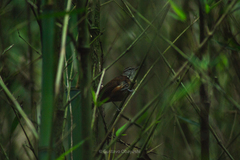 Cantorchilus longirostris