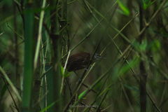Cantorchilus longirostris