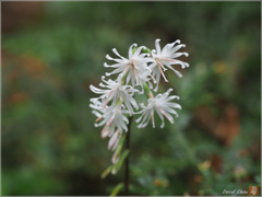 Ainsliaea macroclinidioides secundiflora