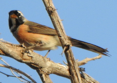 Saltatricula multicolor