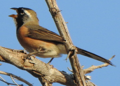 Saltatricula multicolor