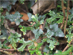 Ainsliaea macroclinidioides secundiflora