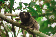 Callithrix penicillata