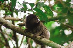 Callithrix penicillata