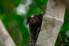 Callithrix penicillata