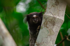 Callithrix penicillata