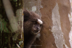 Callithrix penicillata