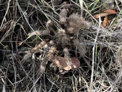 Aphonopelma johnnycashi