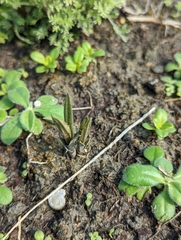 Zeuxine strateumatica