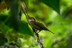 Vireo chivi