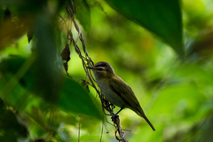 Vireo chivi