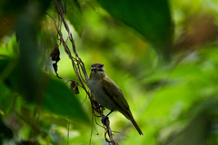 Vireo chivi