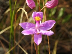 Calopogon barbatus