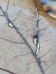 Macrodiplosis qoruca