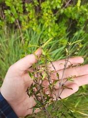 Coprosma linariifolia