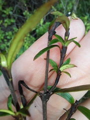 Coprosma linariifolia