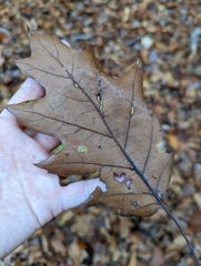 Macrodiplosis qoruca