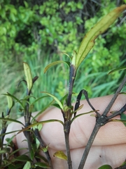 Coprosma linariifolia