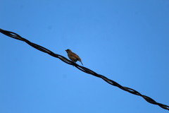 Agelaioides fringillarius