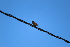 Agelaioides fringillarius