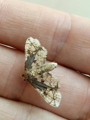 Omphisa anastomosalis