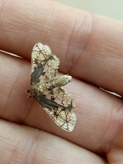 Omphisa anastomosalis